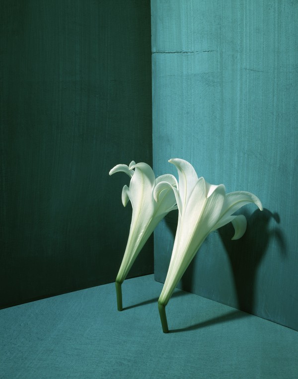 White Lily (#066) by Masatomo Kuriya