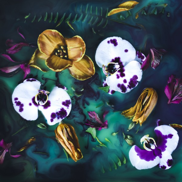 Orchid Dreams by Javiera Estrada