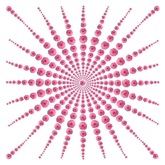 Rose Mandala (Pink/White) by Ivan Butorac