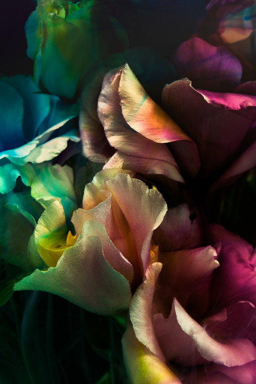 Flowers 2 by Javiera Estrada
